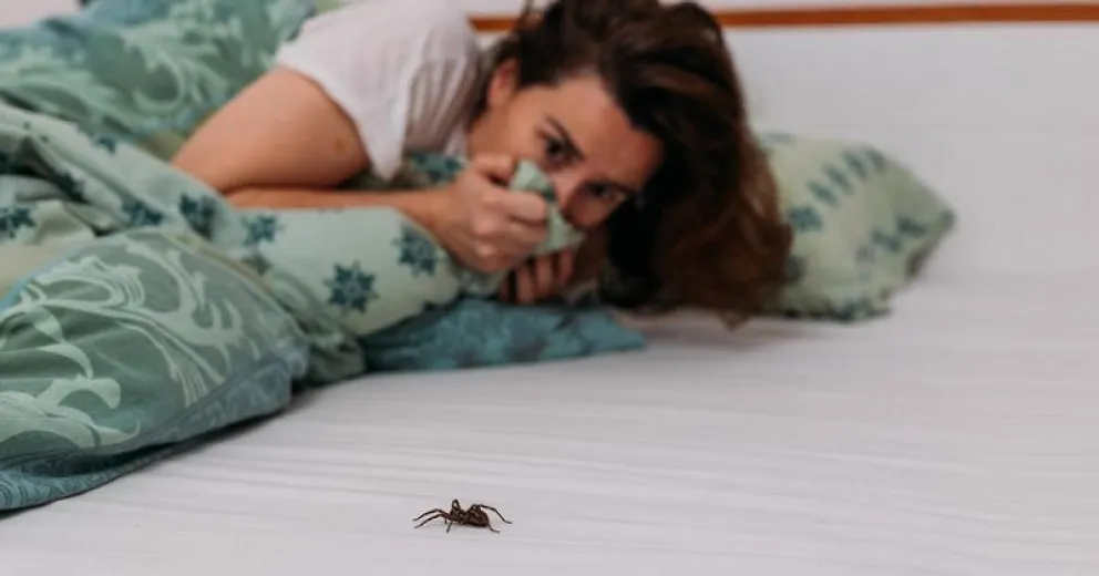 Cómo fabricar un repelente casero y natural para eliminar a las arañas