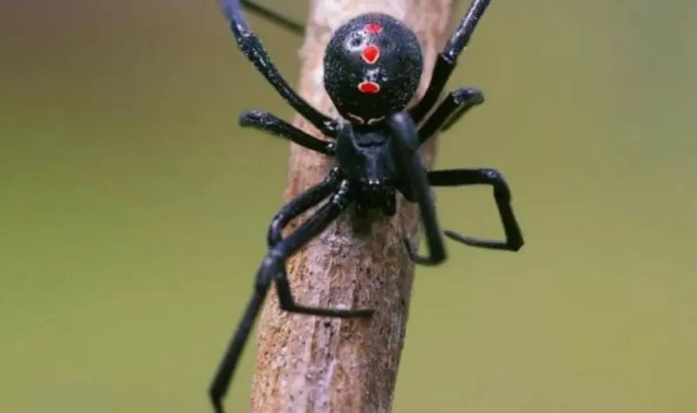 Recordá tomar precauciones para evitar picaduras de insectos y ponzoñosos