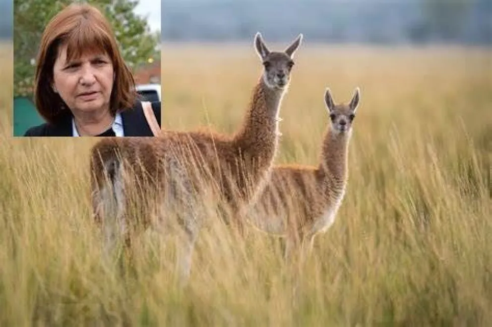 La desafortunada frase de Bullrich: “En Chubut no vive nadie, hay un millón de guanacos”