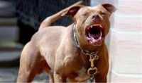 Una mujer en situación de calle murió tras ser atacada por tres perros pitbull en Misiones