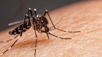 Salud da recomendaciones para evitar la propagación del dengue en Río Negro