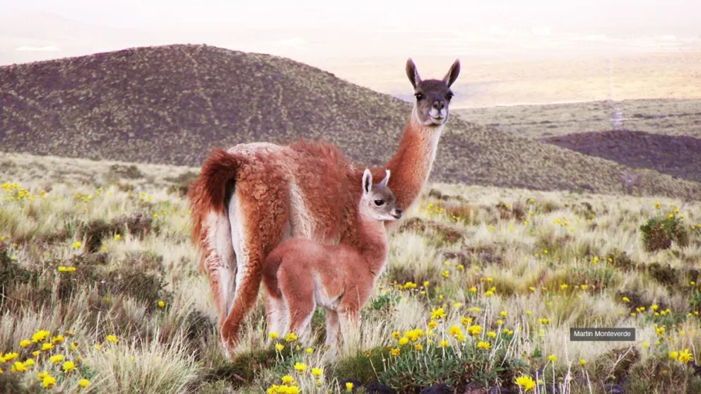  ¿A quiénes molestan las políticas de conservación para el guanaco?