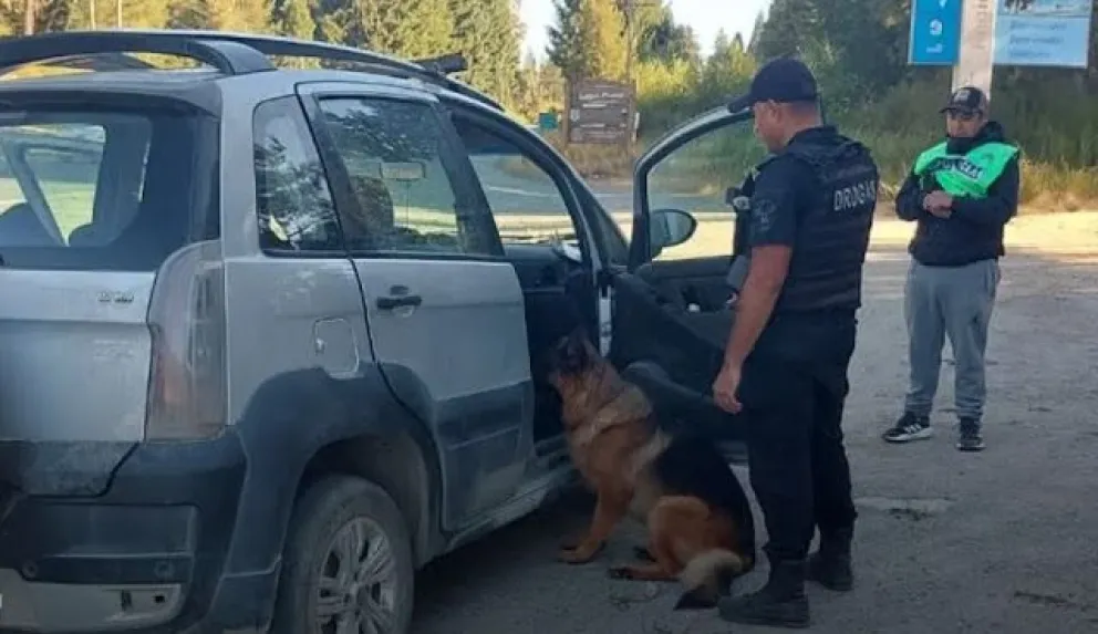 Incautan marihuana y hongos en operativo sobre la Ruta 40