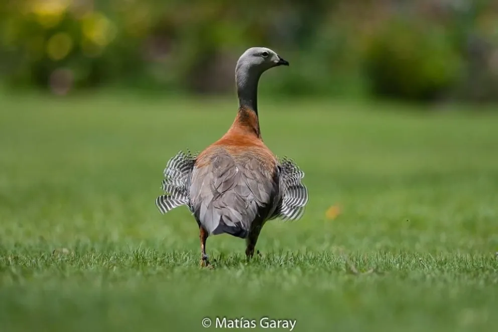 Rescatan un cauquén real lastimado a causa de una línea de pesca 