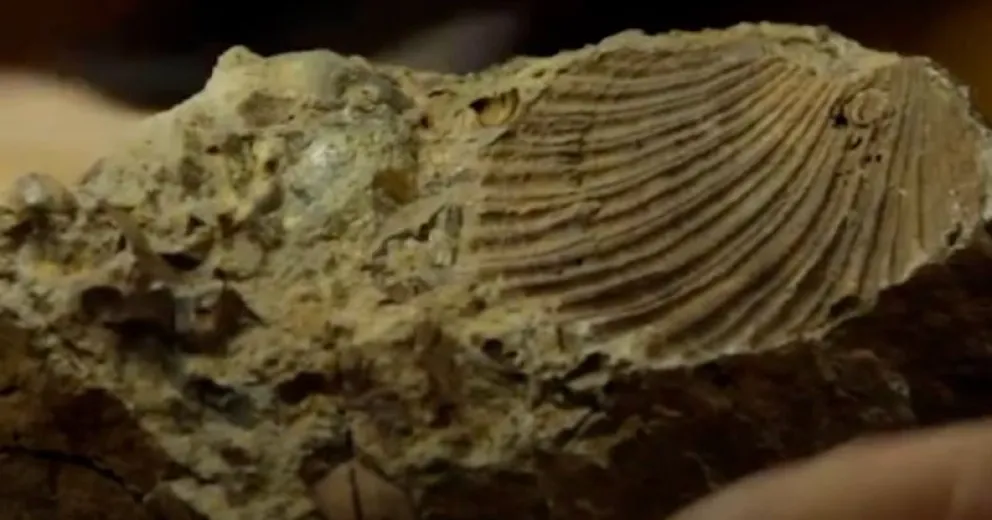 ¿Sabías que en la cumbre del cerro Otto hay fósiles marinos?