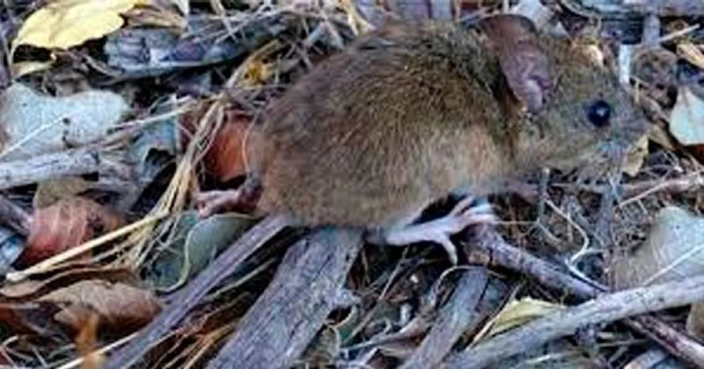 El cuidado es fundamental para prevenir el hantavirus