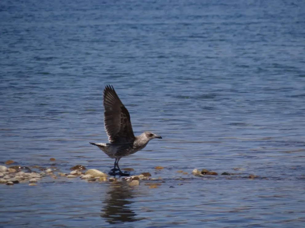 La jornada contará con un ciclo de charlas a cargo de los autores de la colección de guías de campo Artemisa-Bío.