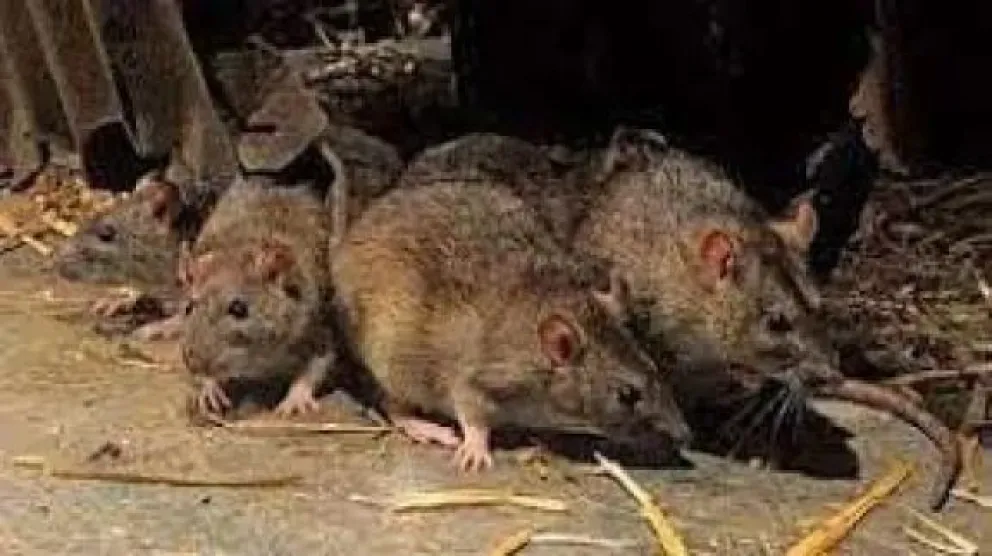 Dolor para una familia cipoleña ante la muerte de su hija por presunto caso de hantavirus en Bariloche