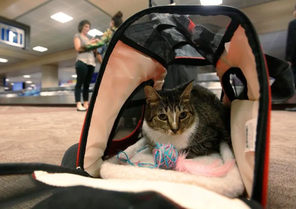 Los pasos a seguir para viajar en aéreo con las mascotas