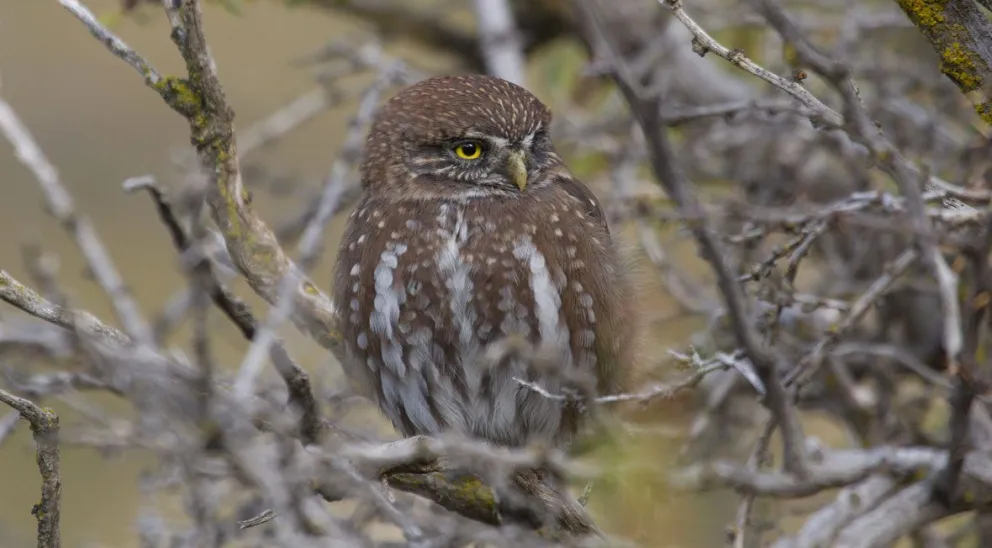 ¿Cuáles son las maneras de alejar al tatué o chonchón?