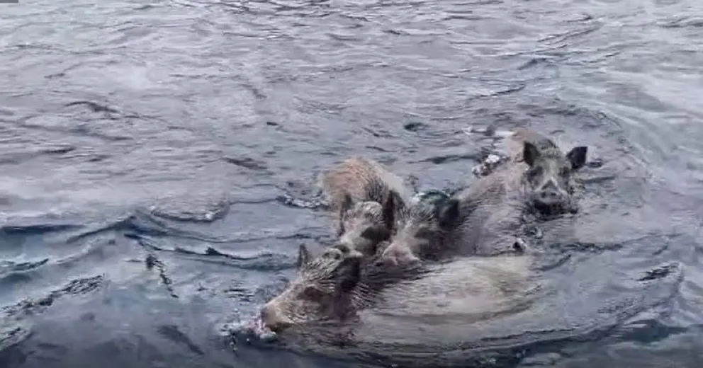 ¿Nahuelito? No, un grupo de jabalíes nadando por el Nahuel Huapi
