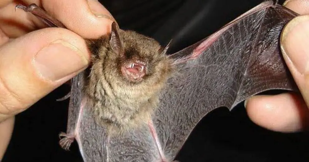 Por un murciélago con rabia realizarán vacunación casa por casa