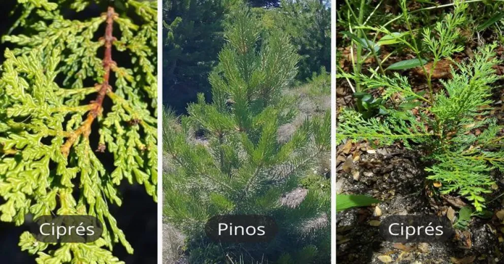 Continúan identificando pinos invasores en la región