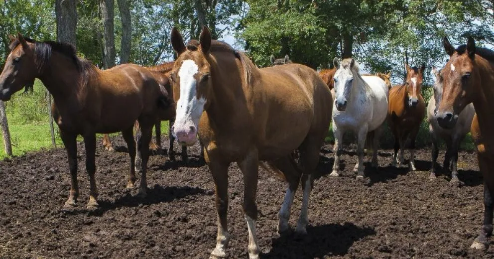 Confirman casos de encefalomielitis equina en Chubut