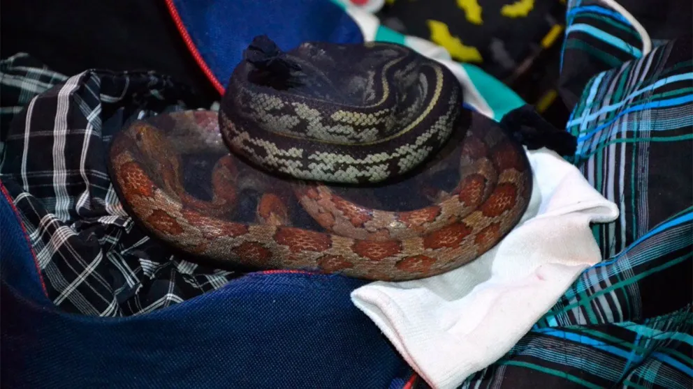 Insólito: tenía 90 serpientes, 236 arañas y un ciempiés ocultos en dos valijas