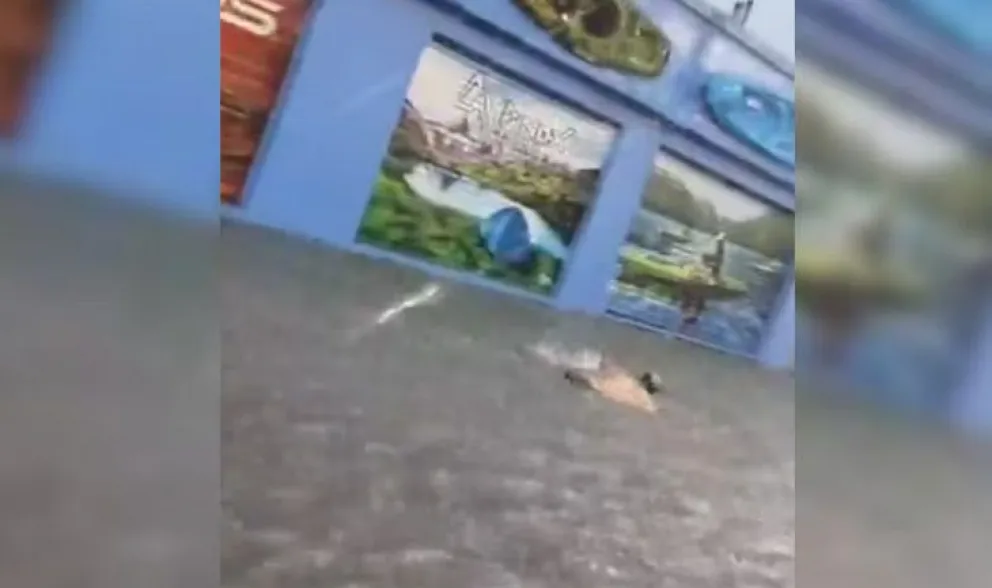 Insólito: filmaron a un hombre nadando por las calles inundadas de Buenos Aires