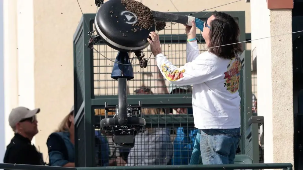 VIDEO: Carlos Alcaraz y Alexander Zverev vieron interrumpido su partido por un enjambre de abejas
