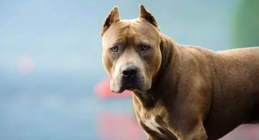 Una jubilada fue atacada por cinco perros pitbull mientras caminaba por la calle