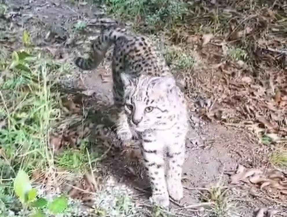 Único registro de un gato montés en la zona de Laguna Rosales