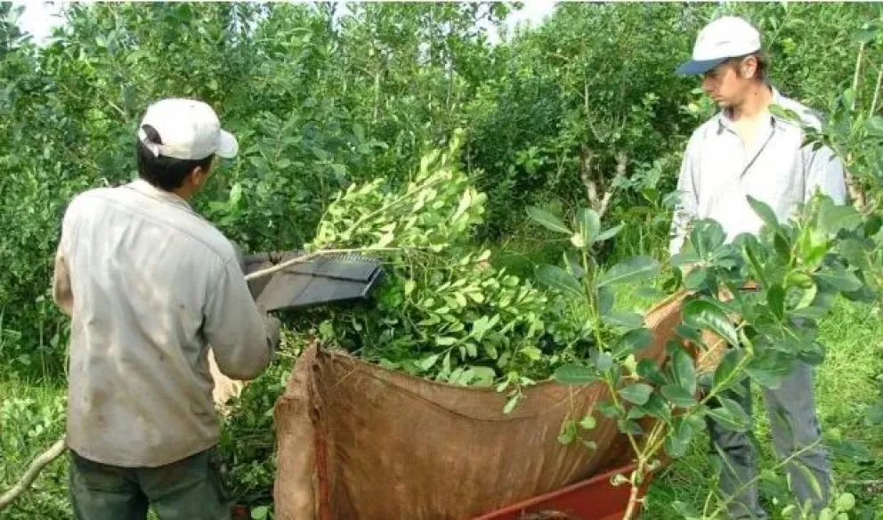 Preocupación por la apertura de importaciones de yerba mate