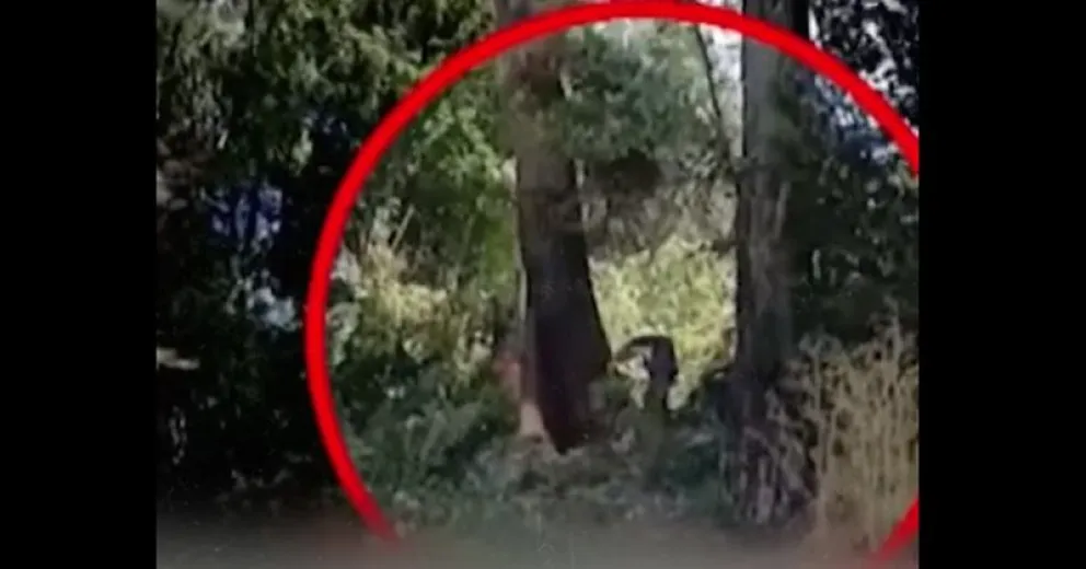 Polémica: trascendió un video de Walter Cortés talando un árbol nativo en Bariloche