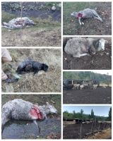 Vecino de El Hoyo pierde 4 ovinos por ataque de perros en su chacra