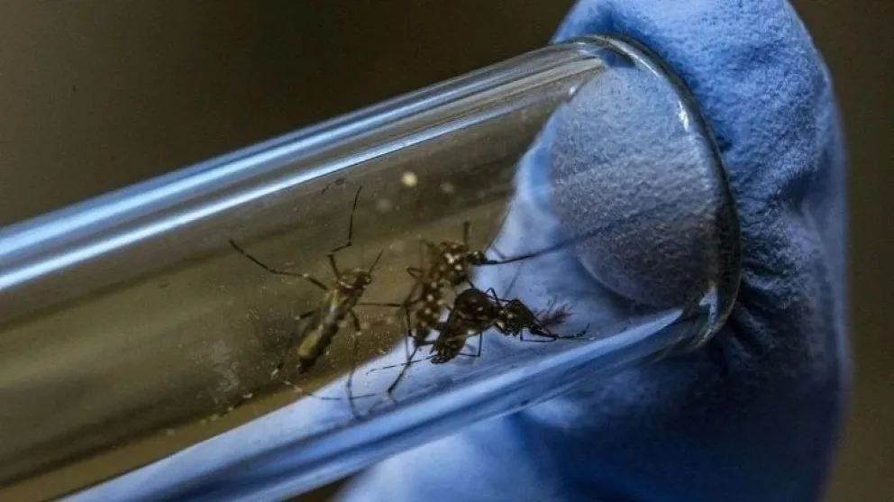 Dengue: 96 muertos, 134.202 casos y 17 provincias en alerta sanitaria