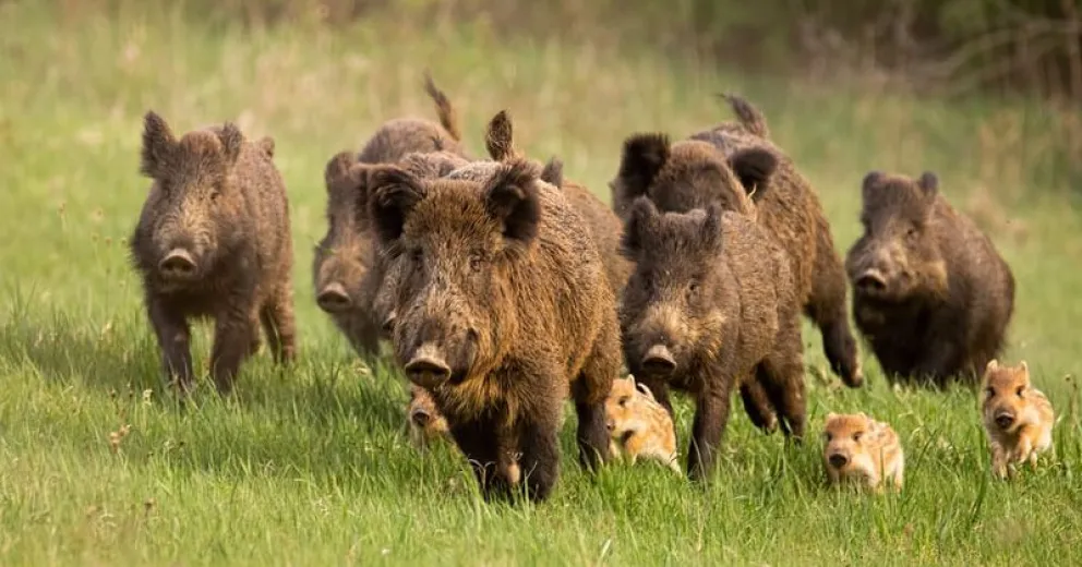 El negativo impacto del jabalí en el Parque Nacional Nahuel Huapi