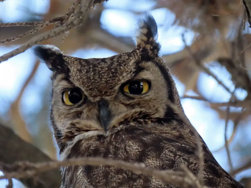 No hay que ser injustos con el tatué, el chuncho o el chonchón
