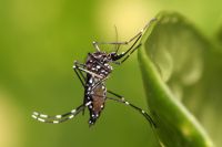 Epidemia de dengue en aumento: más de 150 mil casos registrados