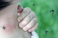 Revelador estudio del Conicet sobre el mosquito transmisor de dengue