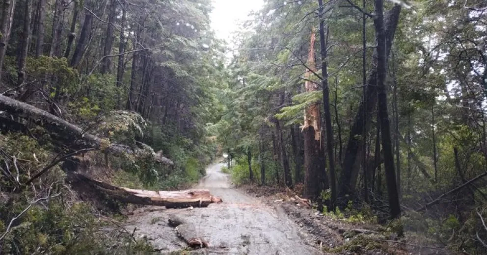El viento tiró un árbol en Tronador y tuvieron que cerrar el circuito