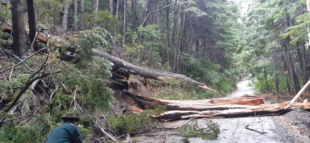 Reabrieron el circuito Tronador tras retirar el árbol caído