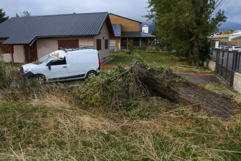 Un árbol cayó por el viento y aplastó a un auto que estaba estacionado