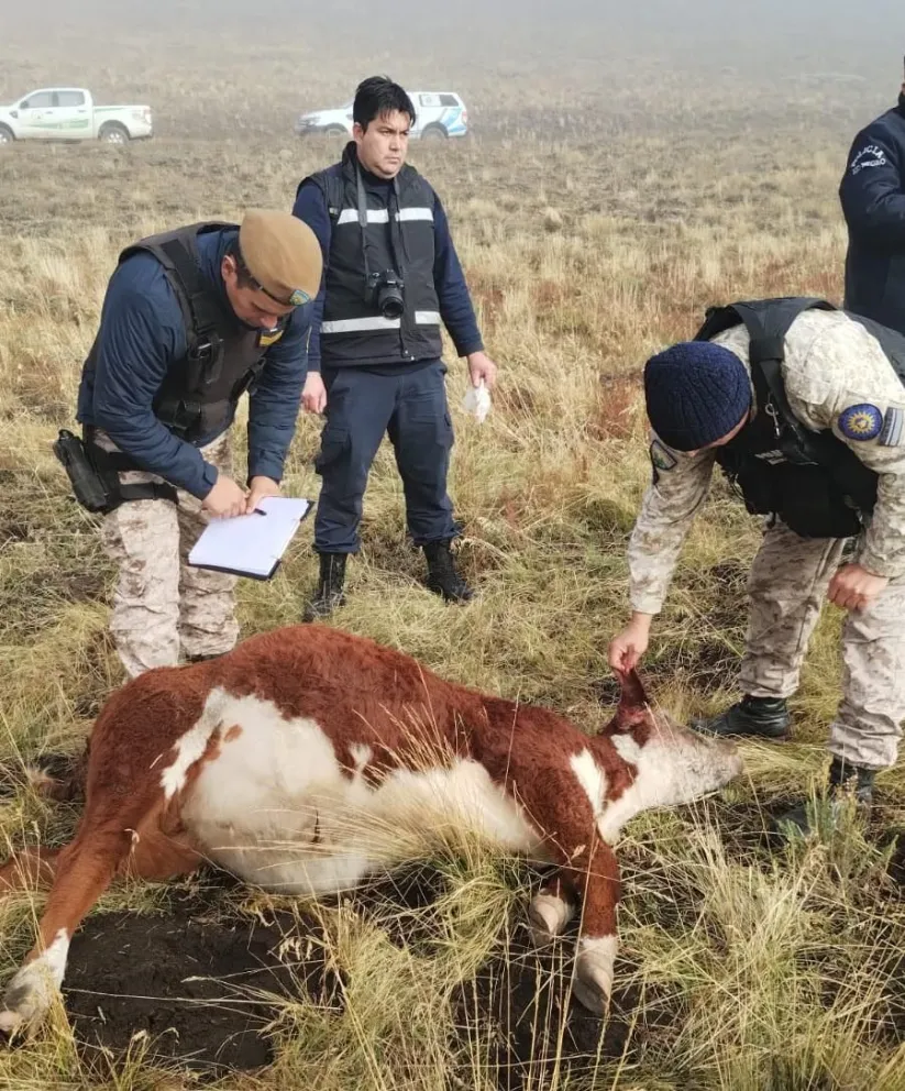 Detienen en el Este de Bariloche a 3 personas acusadas de abigeato 