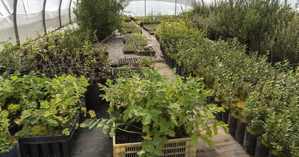 Invitan a nueva feria de plantas de la Tecnicatura en Viveros UNRN