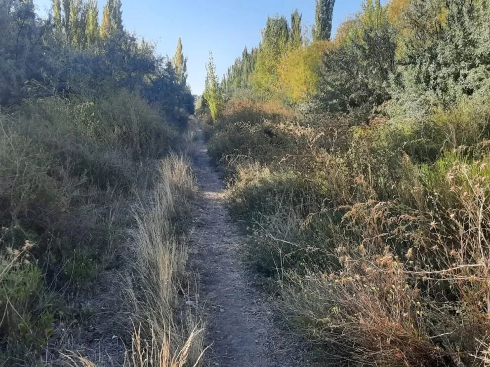 Tren a Vaca Muerta: la maleza se comió las vías de un ramal abandonado