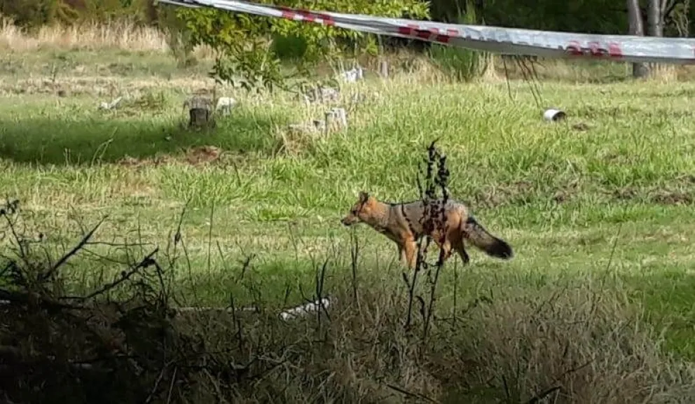 Zorros en Circuito Chico