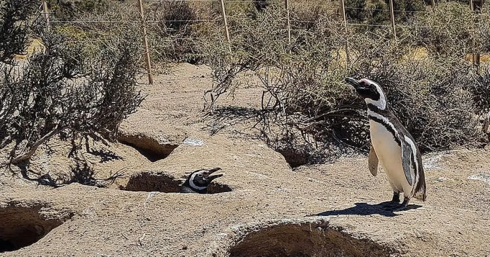 Se realizará la audiencia por la matanza de pingüinos en la reserva de Punta Tombo