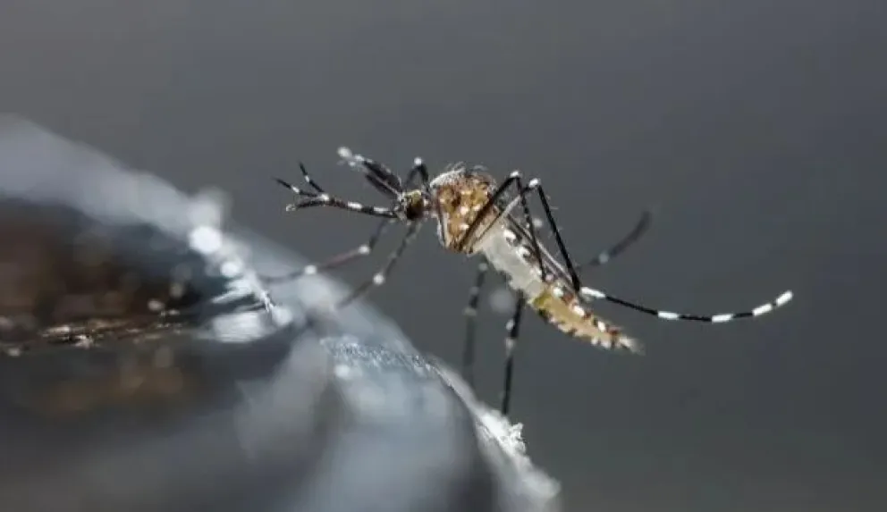 Alimentos recomendados y desaconsejados para pacientes con dengue
