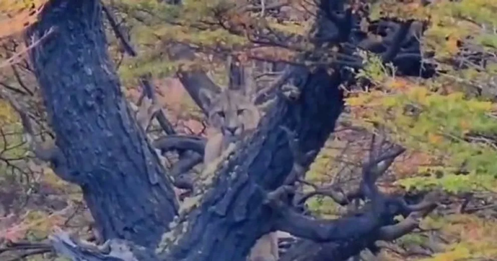 Caminantes se encontraron con un puma que los observaba desde un árbol