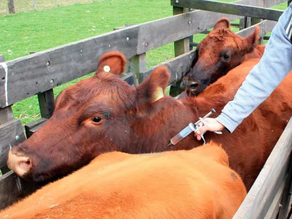 Fiebre aftosa: el Gobierno anunció que abre la importación de la vacuna bivalente
