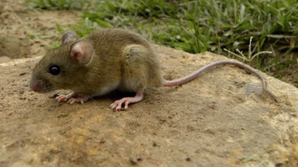 Un paciente que había sido derivado de El Bolsón falleció en Bariloche por hantavirus 