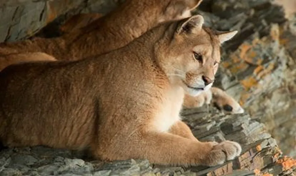 Califican de “masacre” la autorización para la caza deportiva de animales autóctonos