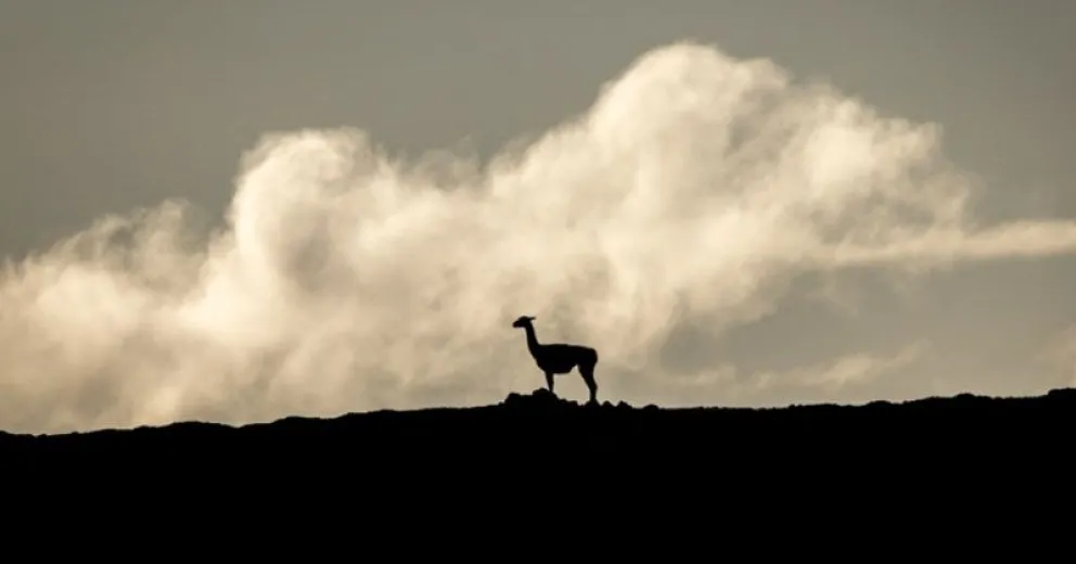 Ni las áreas protegidas ni los guanacos y pumas son el problema