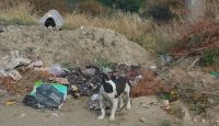 Indigna la cantidad de mascotas que abandonan a los costados de Curcunvalación