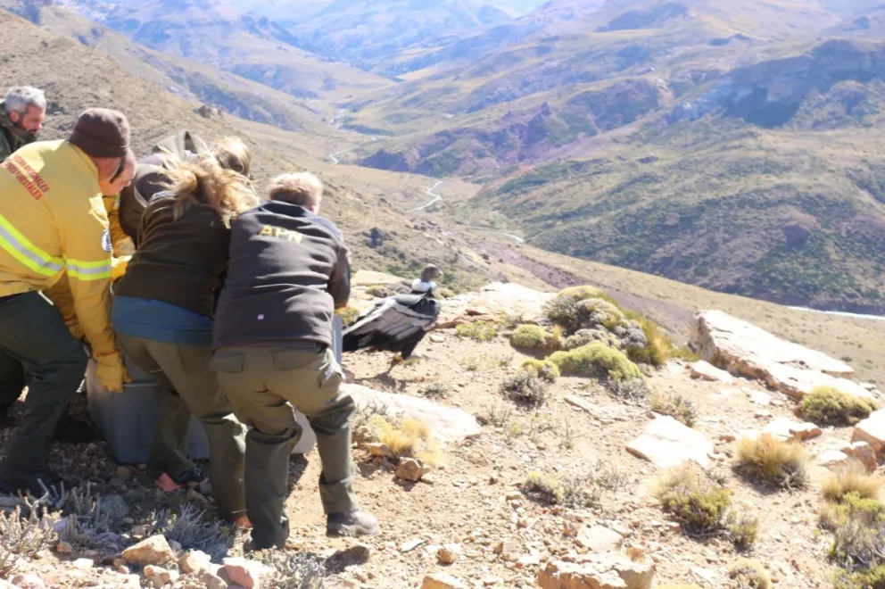 Fue liberada la hembra de cóndor rescatada por los choferes