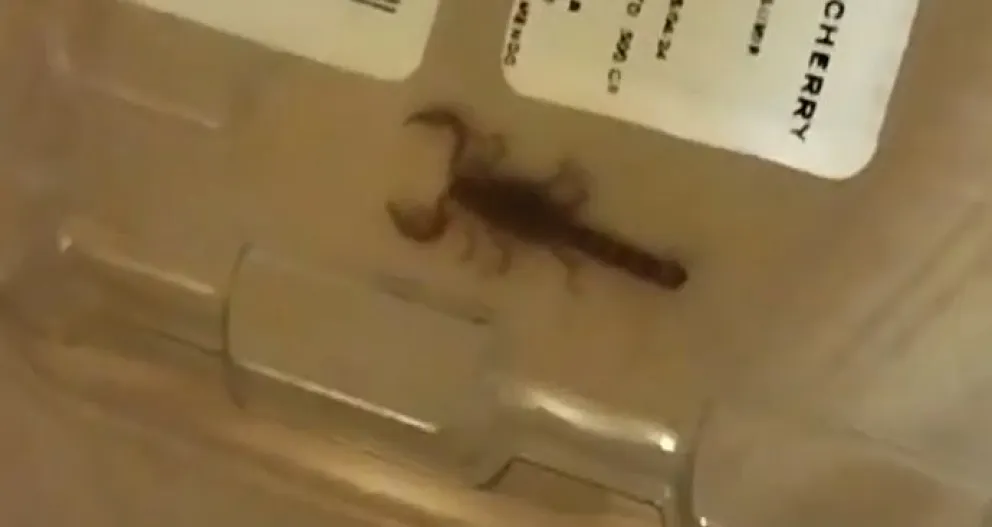 Aparición de un alacrán alertó a los vecinos de los kilómetros 