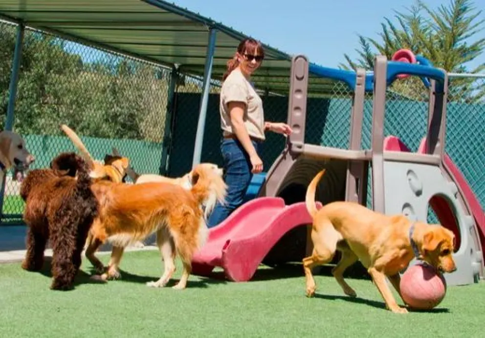 Las mejores apps para rastrear a tu mascota perdida