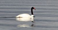 Regresaron los cisnes de cuello negro a Lago Puelo